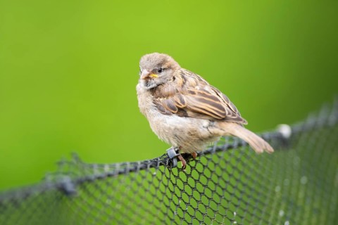 House sparrow (Passer domesticus) sitting on a fence, Bavaria, Germany Europe