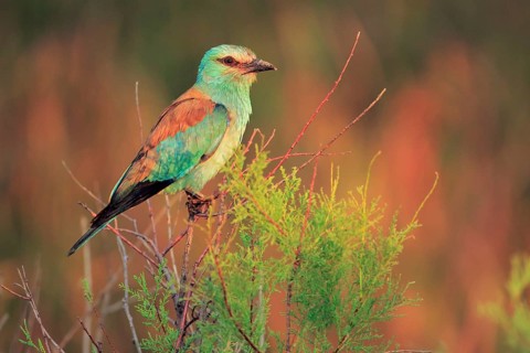 European Roller (Coracias garrulus), Danube Delta, Romania