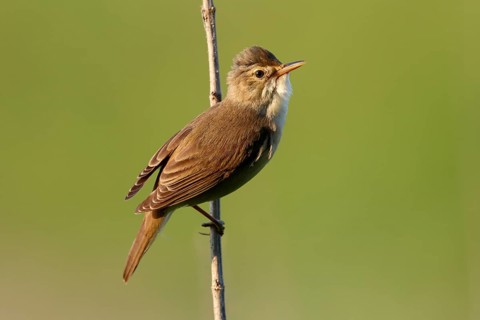 Marsh Warbler (Acrocephalus palustris) singing, Saxony-Anhalt, Germany