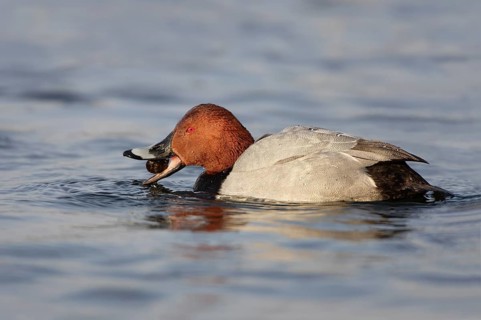 Common Pochard (Aythya ferina) male, Berlin, Germany