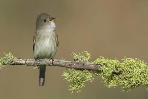 Willow Flycatcher (Empidonax traillii) singing from branch, British Columbia, Canada