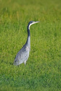 Black-necked Night Heron (Ardea melanocephala), adult, alert, in a meadow, foraging, Mountain Zebra