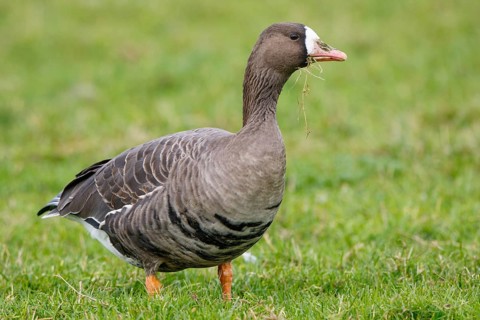 Greater White-fronted Goose (Anser albifrons), North Rhine-Westphalia, Germany
