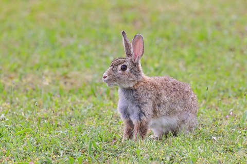 Wild rabbit (Oryctolagus cuniculus), sitting in a meadow, fully grown, alert, wildlife, animals,