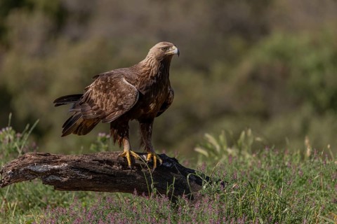 Golden eagle (Aquila chrysaetos), on branch, Andalusia, Spain