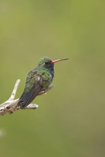 Broad-billed Hummingbird (Cynanthus latirostris), Arizona, USA
