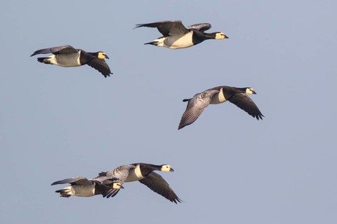 Barnacle Goose (Branta leucopsis) group of five in flight, Netherlands