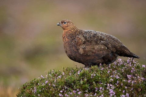 Red grouse (Lagopus lagopus scotica) adult female game bird stood on flowering purple heather