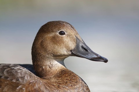 Common Pochard (Aythya ferina) female, Baden-Wuerttemberg, Germany