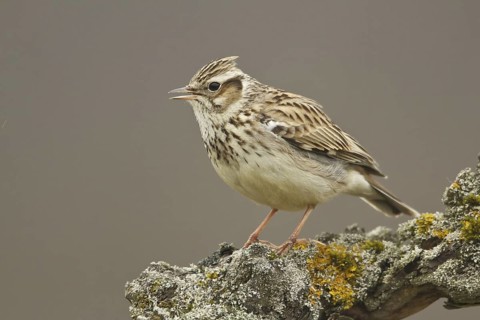 Woodlark (Lullula arborea) singing, Rhineland-Palatinate, Germany