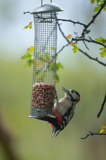 Great spotted woodpecker (Dendrocopos major) adult bird on a garden peanut bird feeder, England,