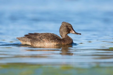 Freckled Duck (Stictonetta naevosa) male, Victoria, Australia