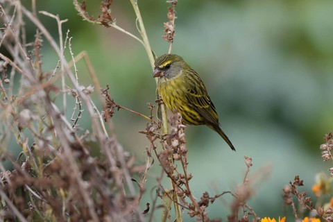 Black-chinned Seedeater (Crithagra scotops), Forest Seedeater, adult, male, foraging, on wait,