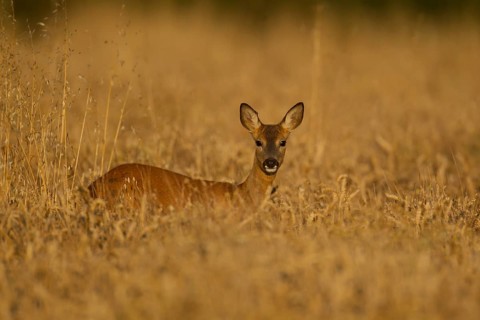 Roe deer (Capreolus capreolus) adult female doe animal in a farmland cereal field in summer,