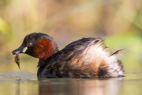 Little Grebe (Tachybaptus ruficollis) with fish prey in its beak, North Rhine-Westphalia, Germany