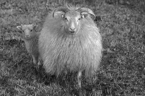 Sheep, horned Moorschnucke (Ovis aries) with her lamb on the pasture, black and white,