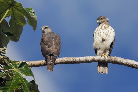 Ridgway's Hawk (Buteo ridgwayi) pair perched on a branch, Dominican Republic