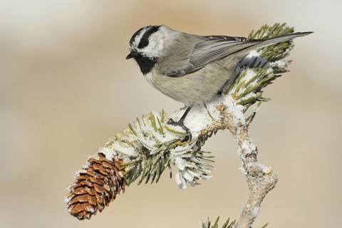 Mountain Chickadee (Poecile gambeli), New Mexico, USA