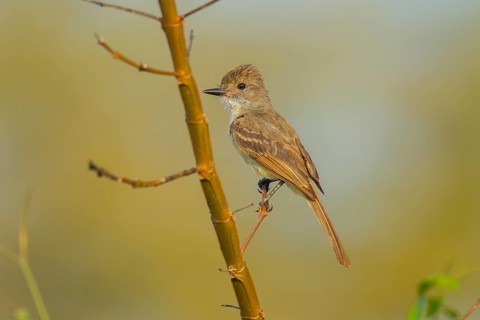 Nutting's Flycatcher Myiarchus nuttingi inquietus El Tuito, Jalisco, Mexico 14 June Adult