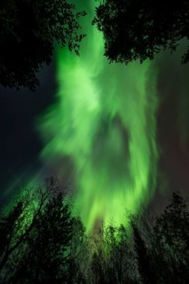 Intense Northern Lights (Aurora borealis) Corona, above trees, Gällivare, Norrbotten, Lapland,