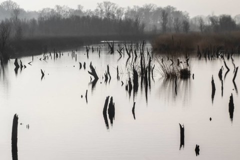 Moorland, Bargerveen, Drenthe, Netherlands