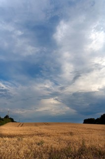 Ripe barleys (Hordeum vulgare), rain clouds, Mecklenburg-Vorpommern, Germany