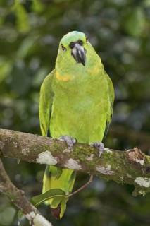 Yellow-naped Amazon (Amazona auropalliata), Costa Rica