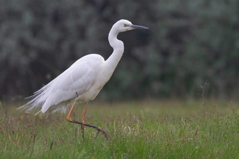 Great Egret (Ardea alba), Subotica, Serbia