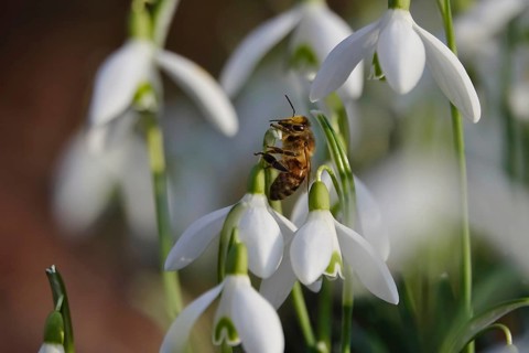 Snowdrop, bee, winter, Germany