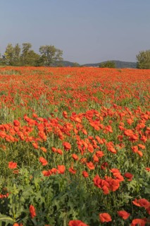 Field of blooming Papaver rhoeas (common poppy, corn poppy, corn rose, field poppy, Flanders poppy