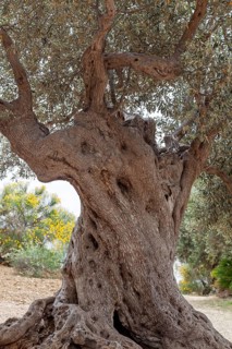 An impressive old olive tree with a dense crown and massive, gnarled bark stands in a tranquil
