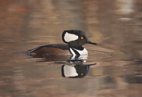 Hooded Merganser (Lophodytes cucullatus) male, Michigan, USA