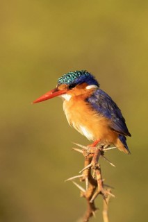 Malachite Kingfisher (Corythornis cristatus), Lake Baringo, Kenya