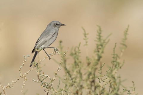 Blackstart (Oenanthe melanura), Makhtesh Ramon, Israel