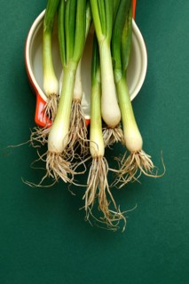 Spring onions in pots, onion