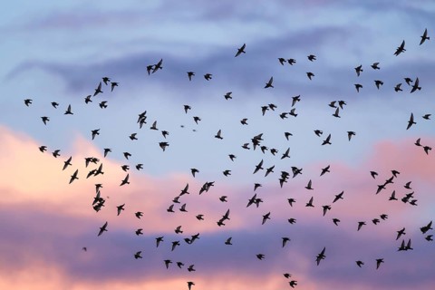 Flock of Starlings in flight at sunset over marshes, Common starling, Sturnus vulgaris