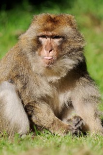 Barbary macaque (Macaca sylvanus) or magot, male, captive, occurring in Morocco, Algeria and