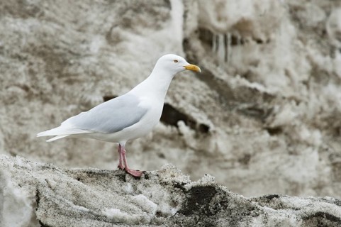 Glaucous Gull (Larus hyperboreus), Alaska, USA