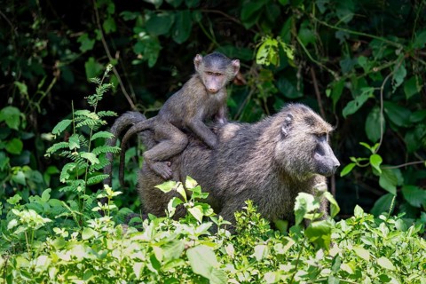 Anubis baboon or green baboon (Papio anubis), young animal sitting on the mother's back, Murchison