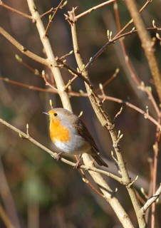 Robin (Erithacus rubecula) sitting on a branch, North Rhine-Westphalia, Germany