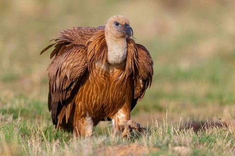 Griffon Vulture, Eurasian Griffon Vulture, Griffon Vulture, Eurasian Griffon, (Gyps fulvu), Vautour