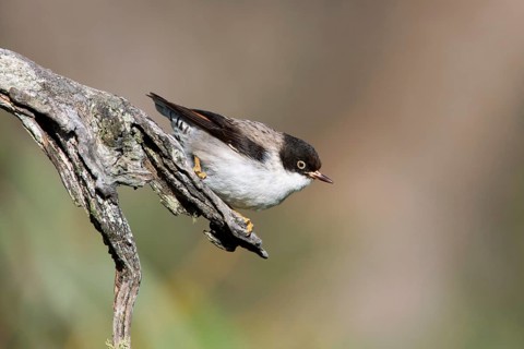 Varied Sittella (Daphoenositta chrysoptera) female, Victoria, Australia