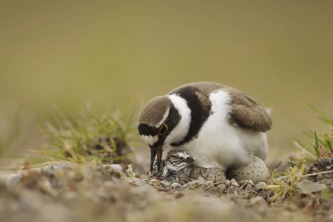 Little Ringed Plover (Charadrius dubius) juvenile eggs