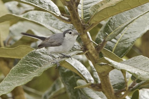 Tropical Gnatcatcher (Polioptila plumbea), Ecuador