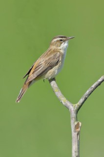 Reed Warbler (Acrocephalus schoenobaenus) sitting on a branch, Wildlife, Lembruch, Ochsen Moor,