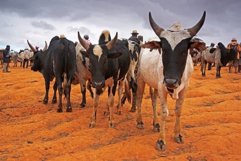 Cattle market, Madagascar, Ambalavao, Ambalavao, Madagascar