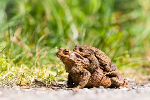 Animals, amphibians, toad, toads, common toad, common toads, (Bufi bufo), two, mating, copula,