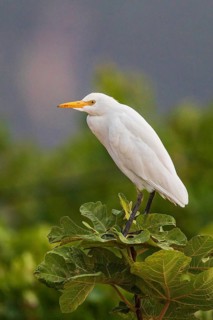 Western Cattle Egret (Bubulcus ibis), Sardinia, Italy