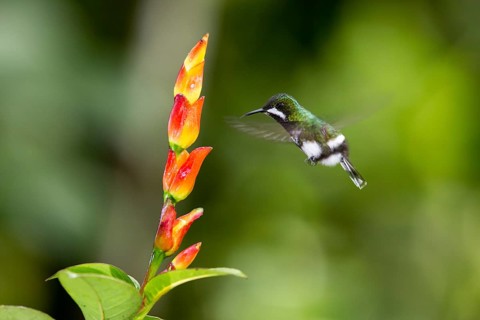 Green Thorntail (Discosura conversii) female flying and feeding on flower nectar, Pichincha,