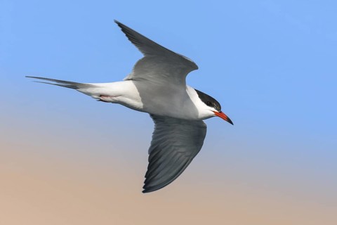 Common Tern (Sterna hirundo) flying, Eilat, Israel